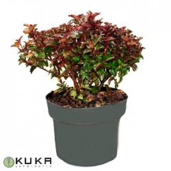 Ilex x little rascal