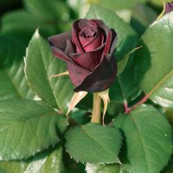 Rosal Black Baccara