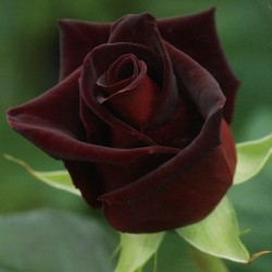 Rosal Black Baccara