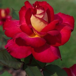 Rosal bolshoi raíz desnuda