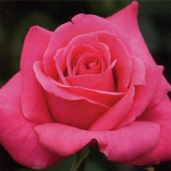 Rosal Caprice de Meilland