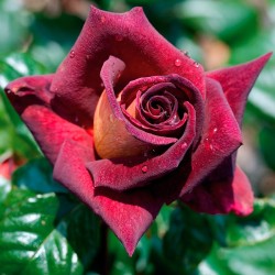 Rosal Eddy Mitchell