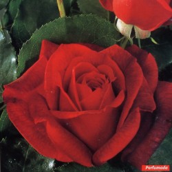 Rosal Papa Meilland