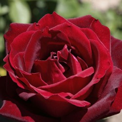 Rosal Papa Meilland
