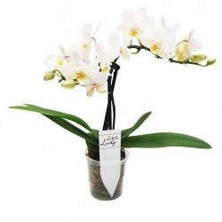 Orquidea Phalaenopsis Mini