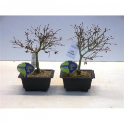 Bonsái acer palmatum