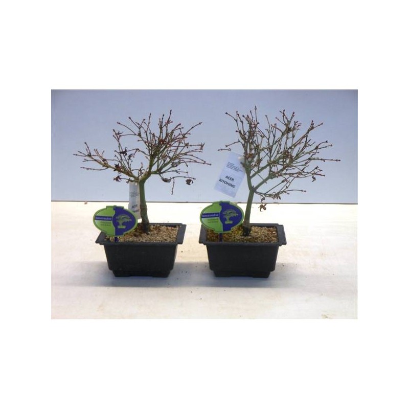 Bonsái acer palmatum