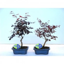 Bonsái loropetalum