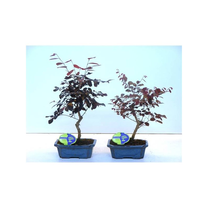 Bonsái loropetalum