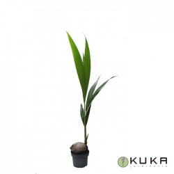 Coco Nucifera