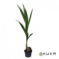Coco Nucifera