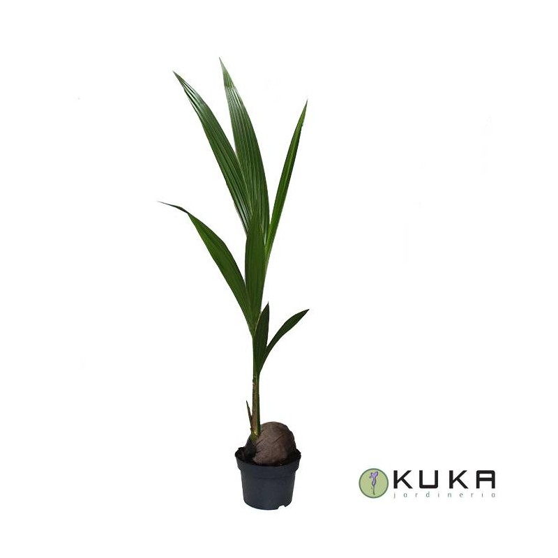 Coco Nucifera
