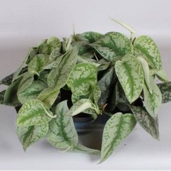 Potho pictus trebie