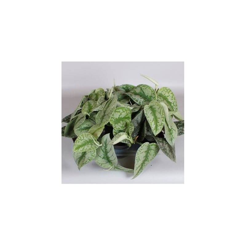 Potho pictus trebie
