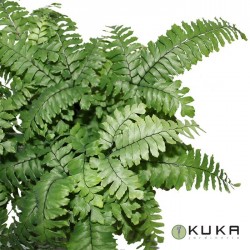 Adiantum bronze Venus