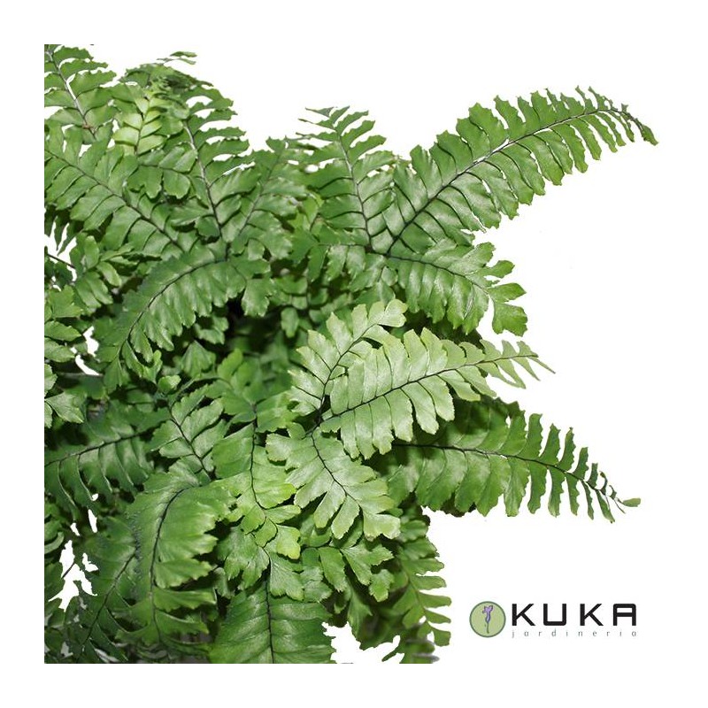 Adiantum bronze Venus