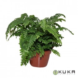 Adiantum bronze Venus