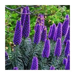 Echium candicans