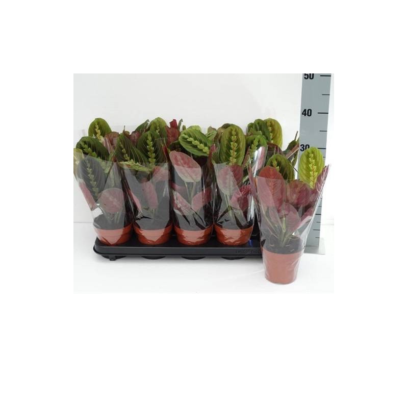 Maranta fascinator