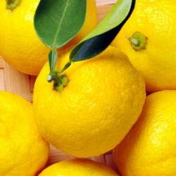 Yuzu
