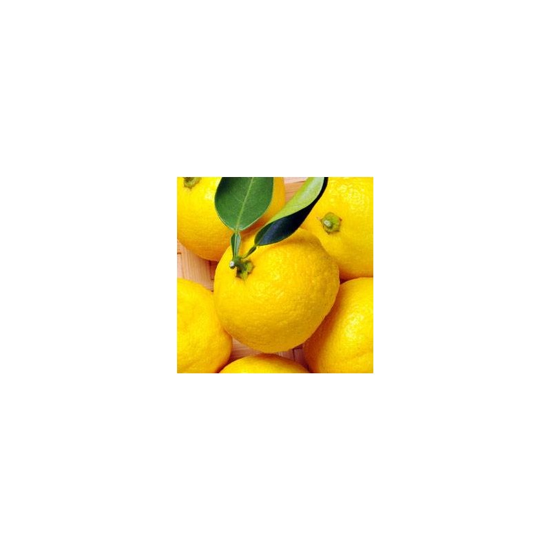 Yuzu