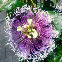 PASSIFLORA