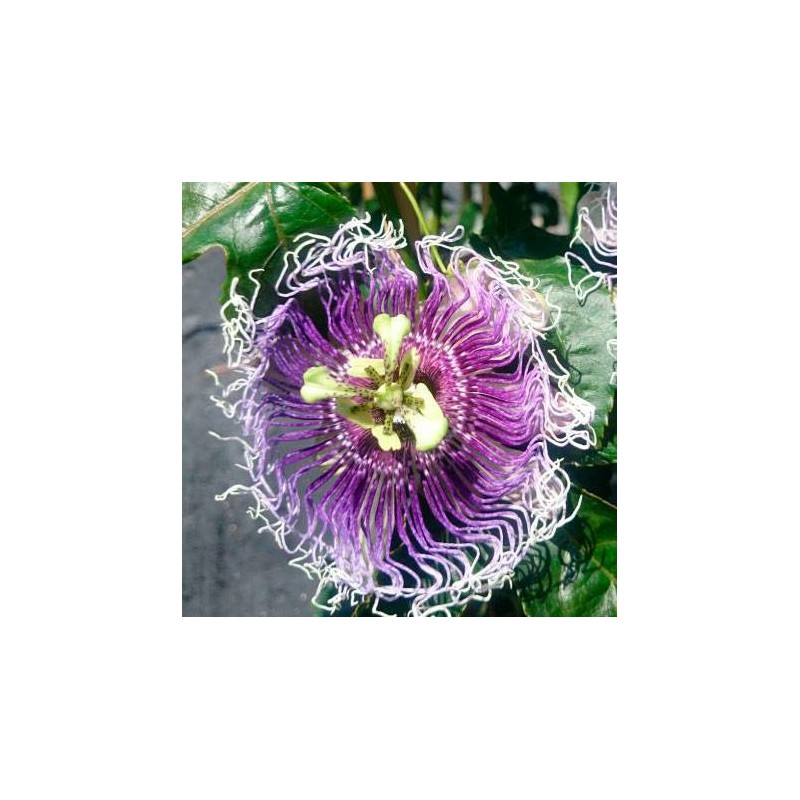 PASSIFLORA