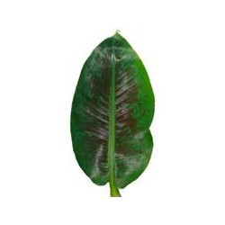 Musa tropicana