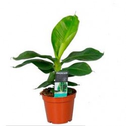Musa tropicana