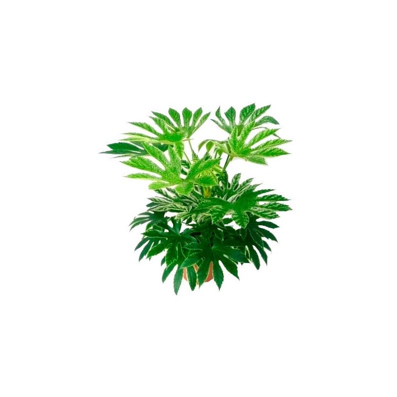 Aralia japonica