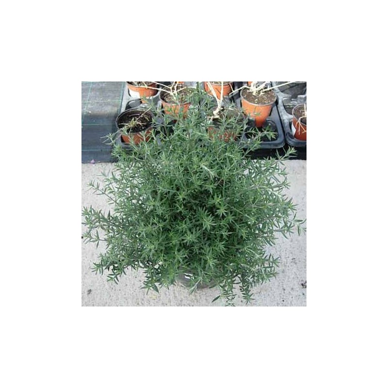 Westringia longiflora