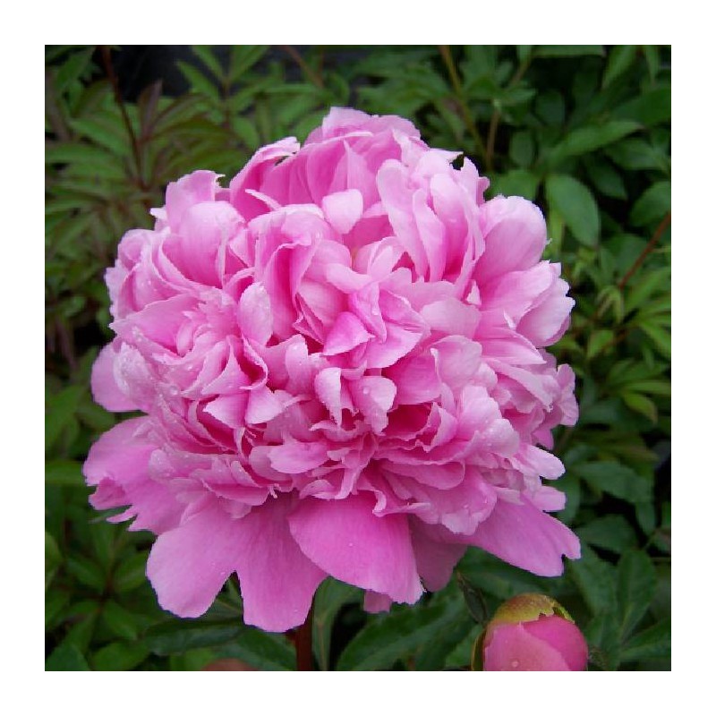 Paeonia variada