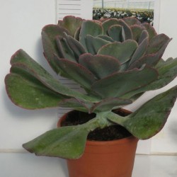 ECHEVERIA HIBRIDA