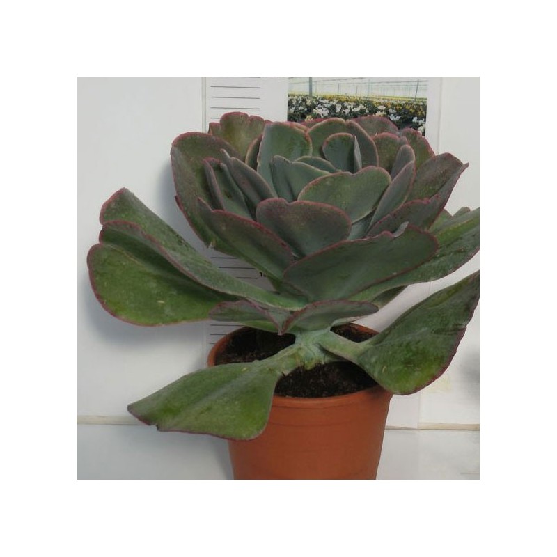 ECHEVERIA HIBRIDA