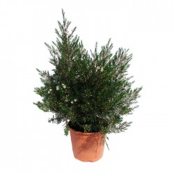Chamelaucium wax flower
