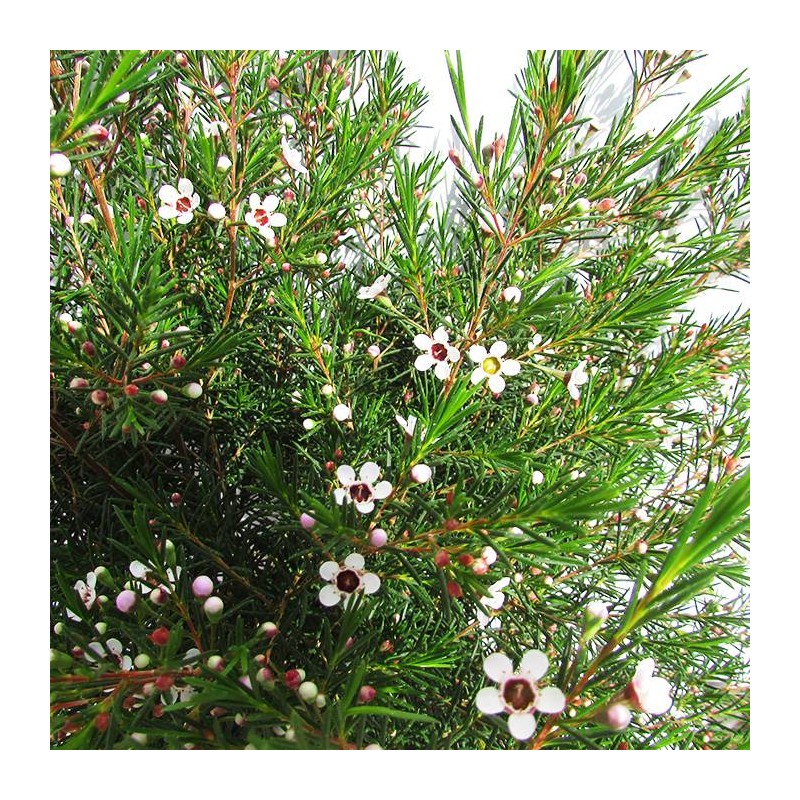 Chamelaucium wax flower