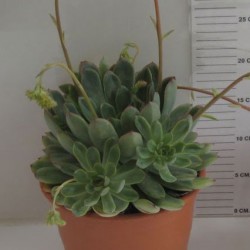 ECHEVERIA PULIDONIS