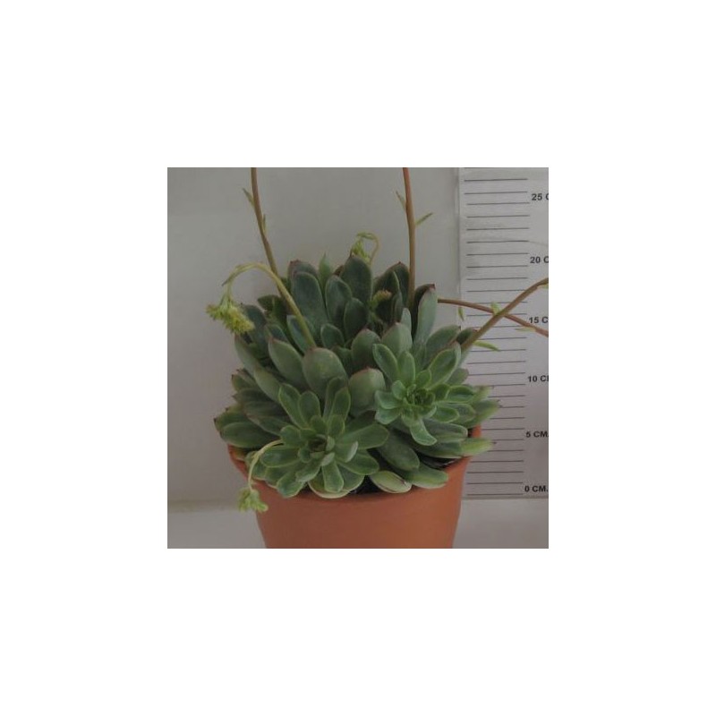 ECHEVERIA PULIDONIS