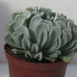 ECHEVERIA TOPSY-TURBI