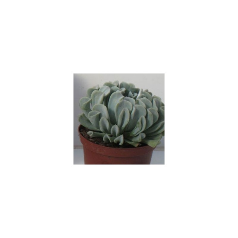 ECHEVERIA TOPSY-TURBI