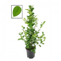 Ficus microcarpa moclame