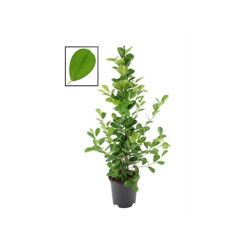 Ficus microcarpa moclame