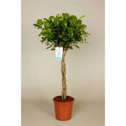 Ficus microcarpa moclame