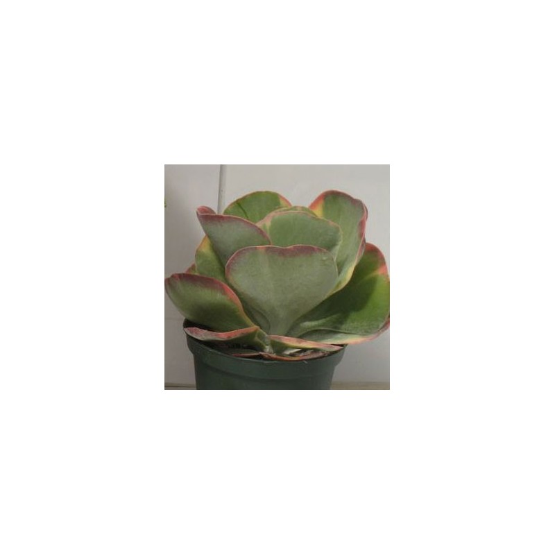 KALANCHOE THYRSIFLORA VARIEGATA
