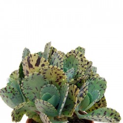 Cactus kalanchoe marmorata