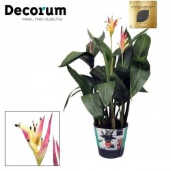 Heliconia psitacorum Hawai
