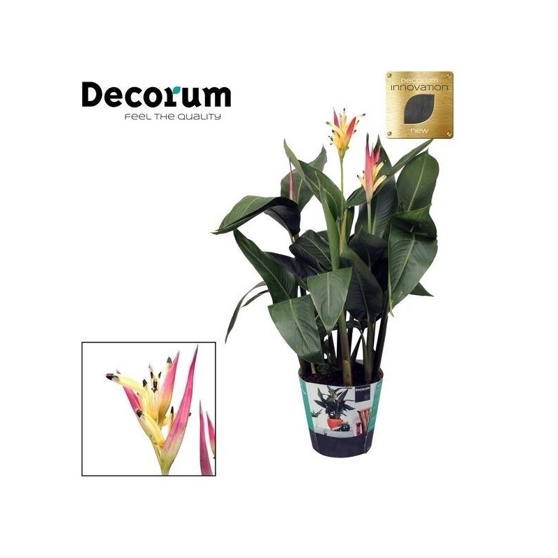 Heliconia psitacorum Hawai
