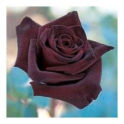 Rosal Perla Negra