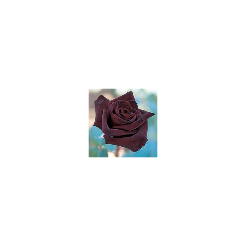 Rosal Perla Negra