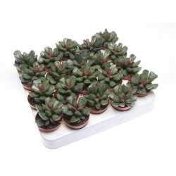 Cactus adromischus cooperi